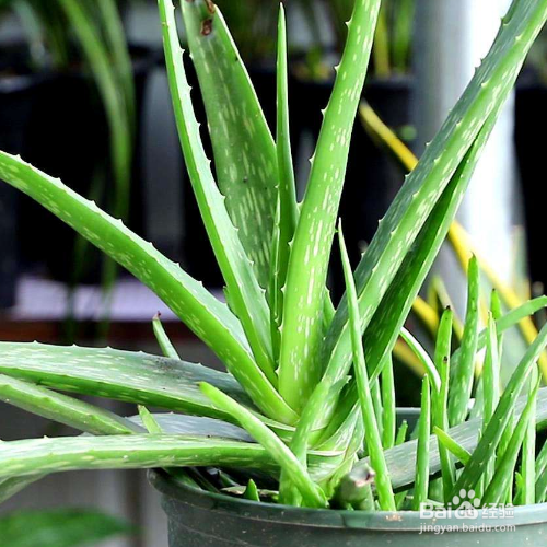 芦荟叶片看起很干该怎么解决？