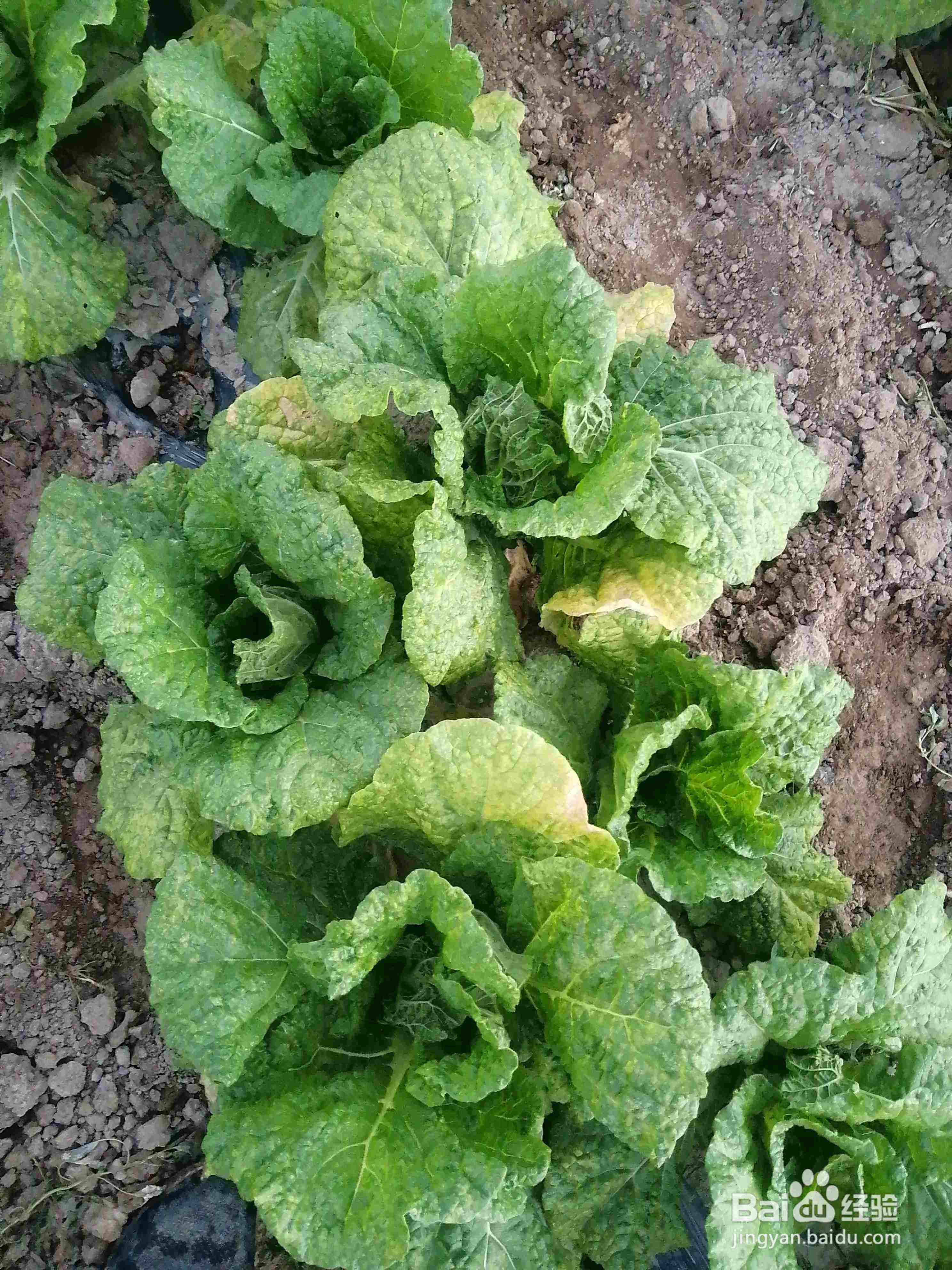 种的菜叶子发黄什么原因