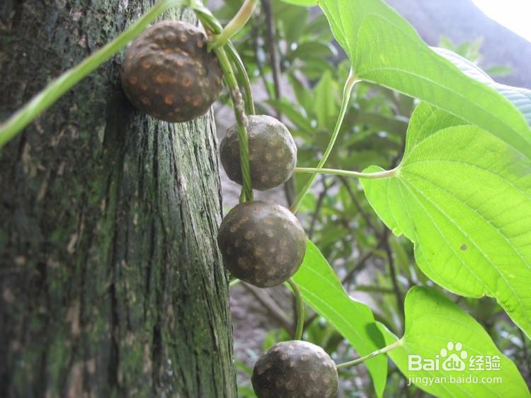 黄独的果实食用方法