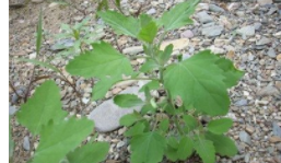 随手可见的路边菜——灰灰菜