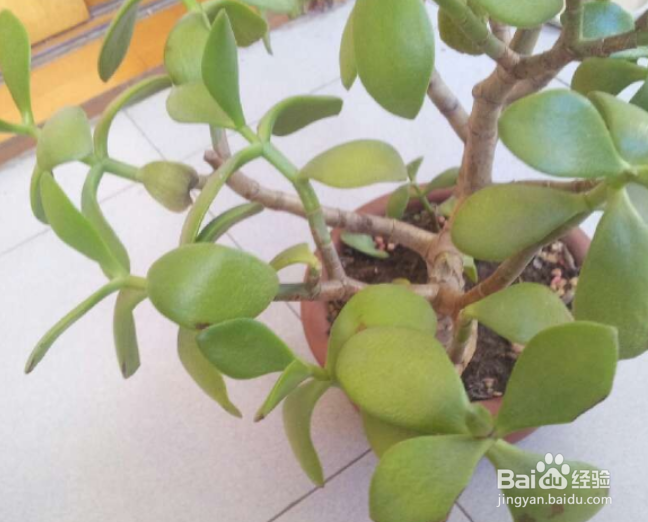 玉树叶子发黄发软怎么补救