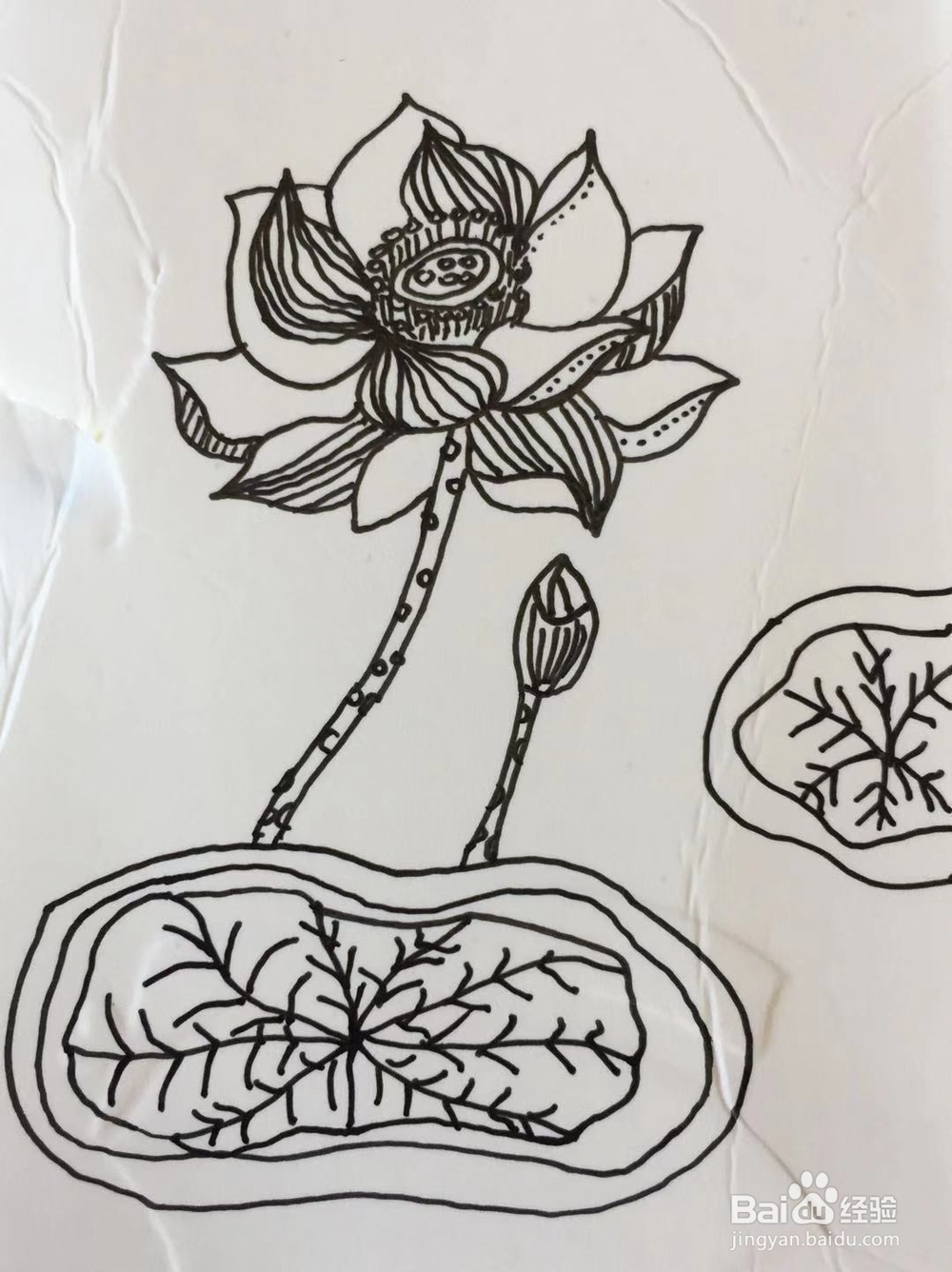 插画教程之莲花
