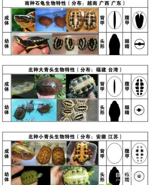新手如何鉴别南北石金钱龟？诚源龟为您图文直播