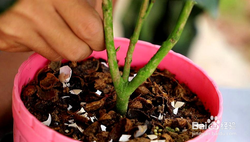 山茶花的养护和注意事项