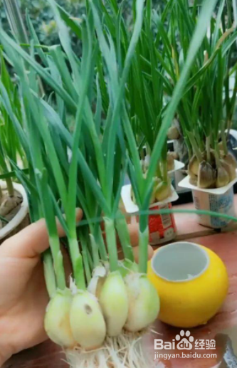 发芽的大蒜怎么种土里