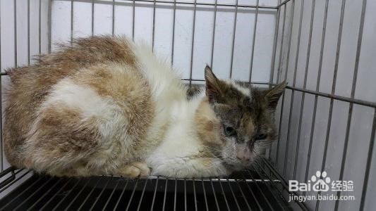 怎么判断猫咪支气管炎?