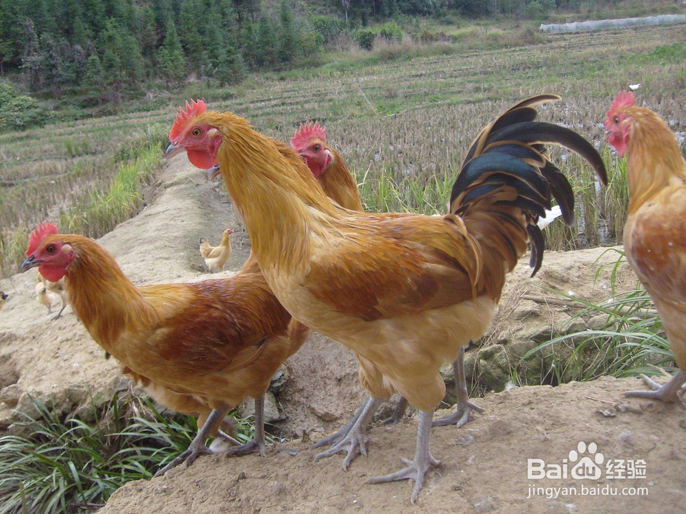 活性多种维生素对动物生长的作用