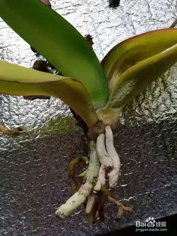 养花别乱换盆，否则黄叶枯萎不开花，越长越差