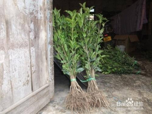 迎春花扦插生根最快方法是什么?