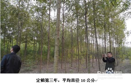 吉林种什么树好?