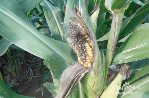 香肠挂窗外怎么防小鸟