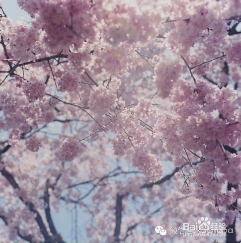 手机摄影后期应用：[25]vsco山寨日系淡彩