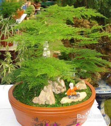 冬季浇花的“三忌五宜