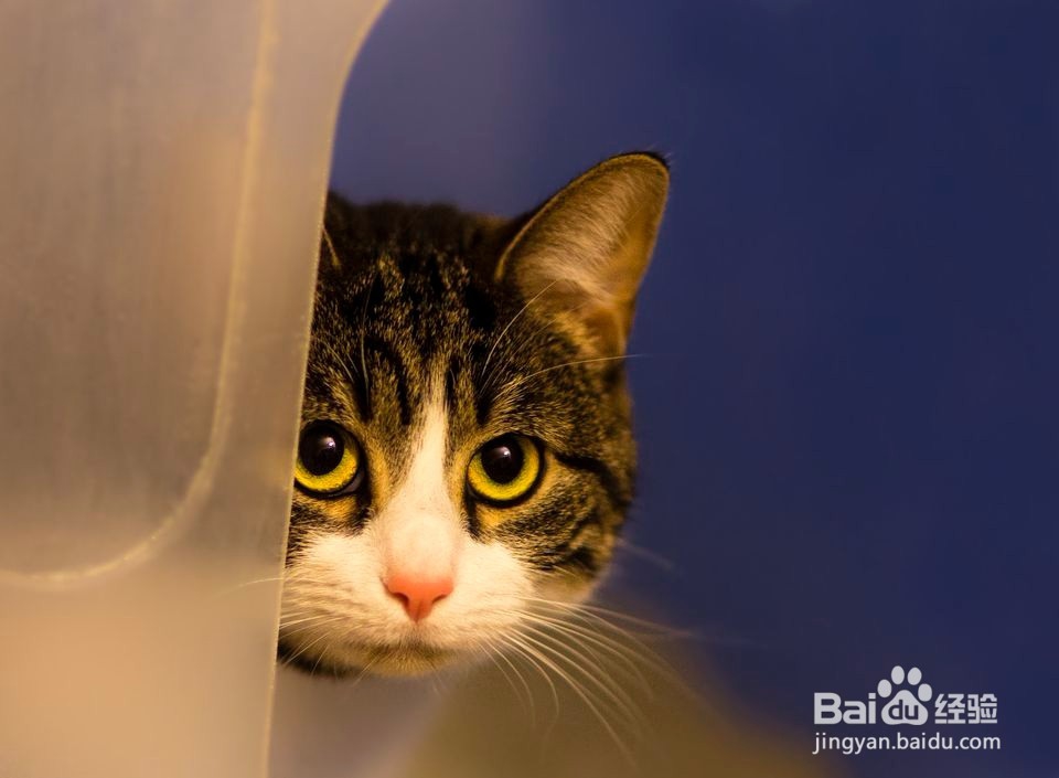 应对猫的泌尿问题