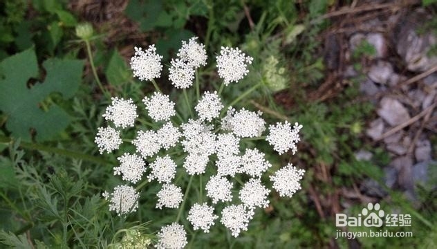 怎样种满天星才能爆盆