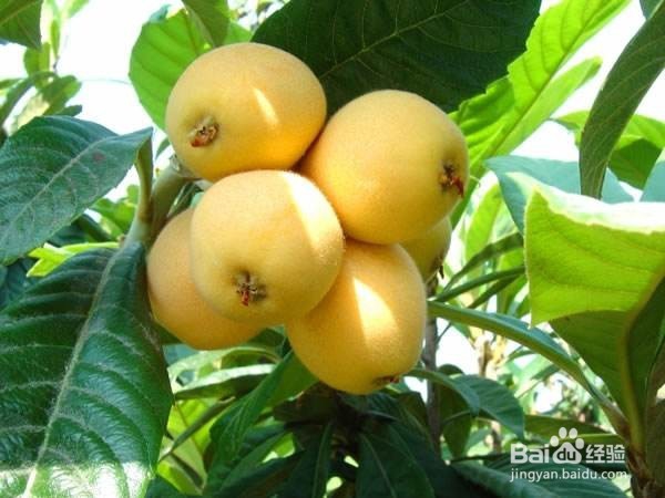 吃枇杷的功效与作用及禁忌