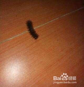 如何驱赶黑色的毛毛虫