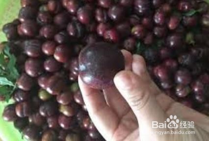 狗狗可以吃李子吗