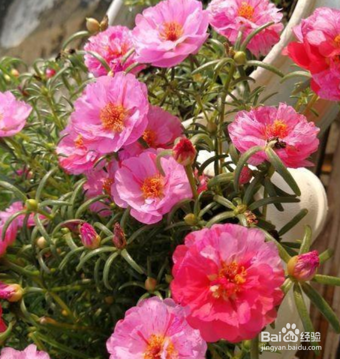 太阳花怎么养才能开花爆盆