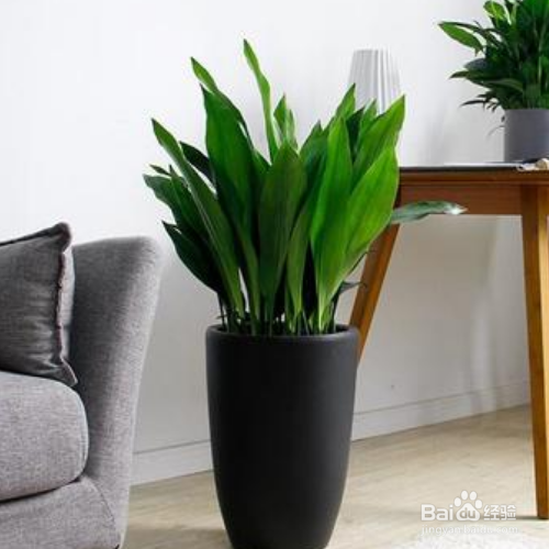 一叶兰病害怎么防治？