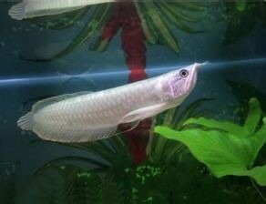 银龙鱼在鱼缸下面不动怎么回事