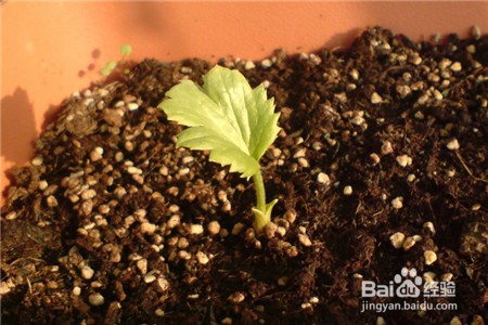 花毛茛种球种植方法