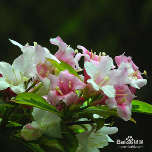 海仙花养殖需要注意什么