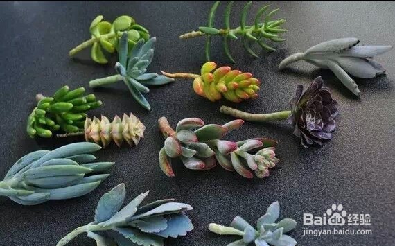 如何趁秋季将多肉植物迅速养大变肥