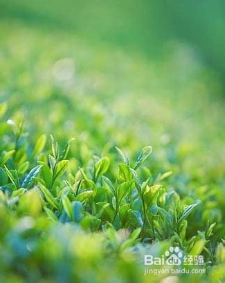 绿茶减肥喝出新花样 巧妙搭配瘦身疗效佳