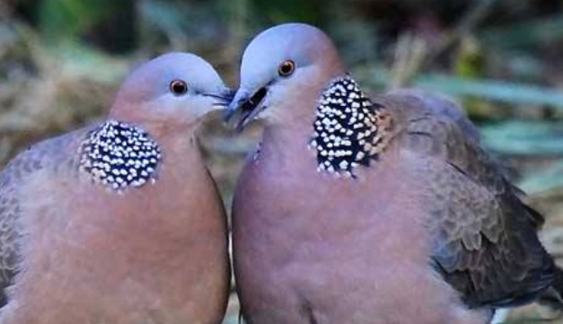 斑鸠和鸽子有什么区别是什么