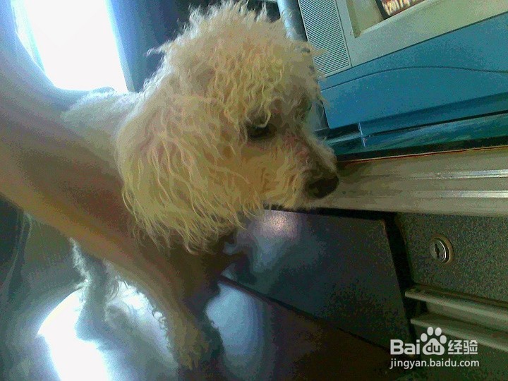 刚洗完澡的宠物狗怎样吹干卷着的毛