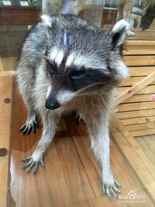 温哥华自然公园学校郊游活动