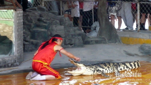白洋淀一日游 荷花森林中飞翔
