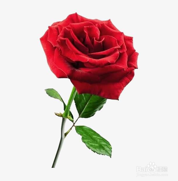 玫瑰花黄叶的原因是什么呢