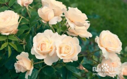 月季黄叶黑斑怎么处理