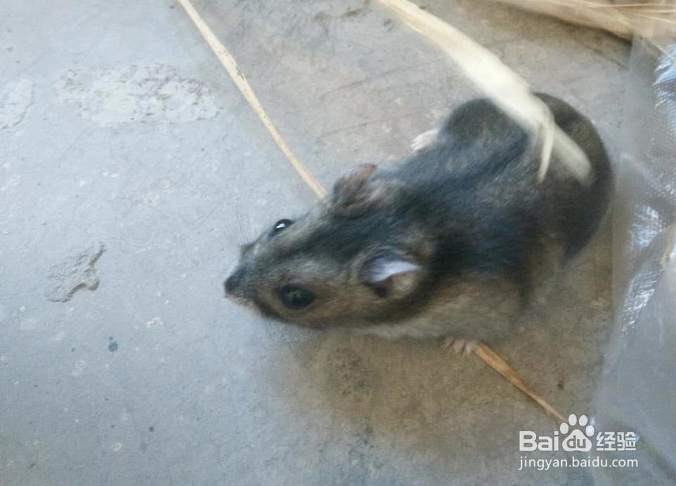 怎么和仓鼠培养感情