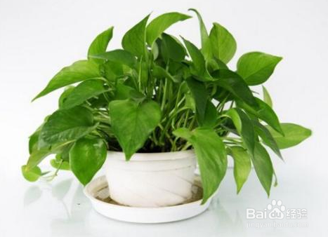 家里干燥怎么解决方法