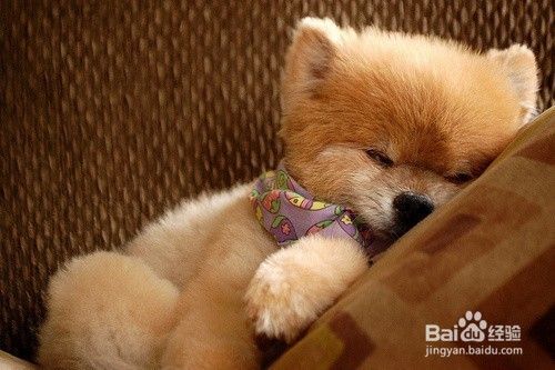 狗狗的睡眠状态 百度经验 狗狗的睡眠状态 百度经验
