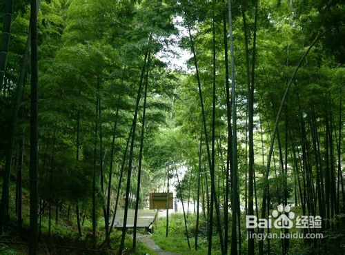 重庆到茶山竹海旅游—重庆茶山竹海休闲一日游