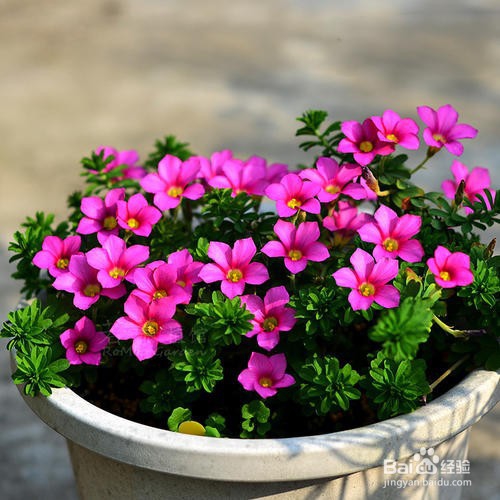 酢浆草的养殖方法