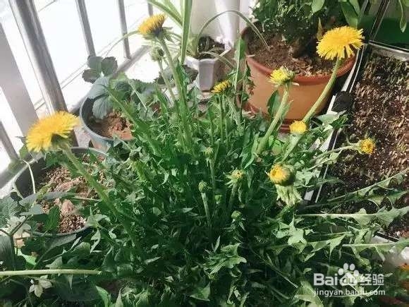 “长寿菜”别出门挖了，阳台种一点，够吃大半年