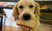 狗狗吃了面包怎么办