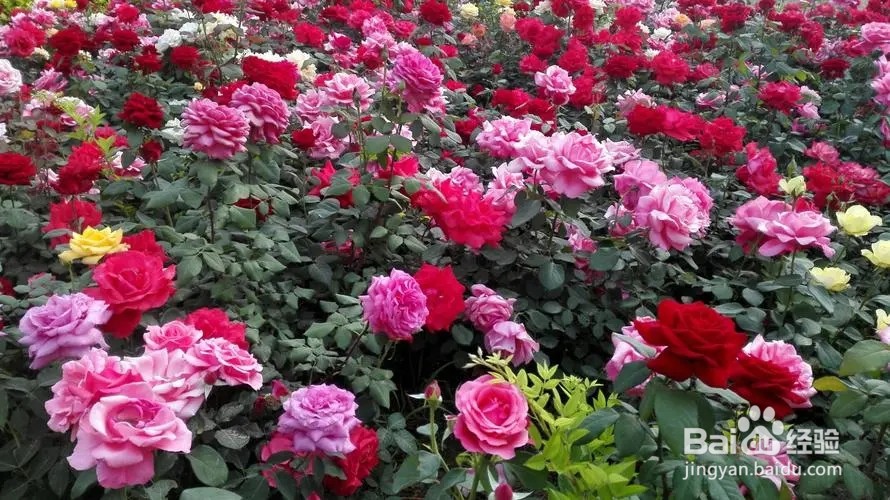 怎么形容月季花