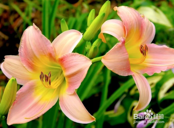 百合开完花怎么处理还能开花