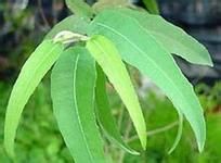 教你认识各种精油的作用