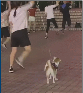 狗狗蹦迪表情包