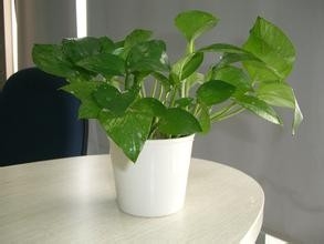 绿萝盆栽 水培绿萝 新房除味