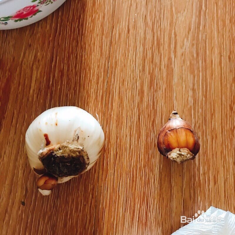 怎样室内培植水仙花