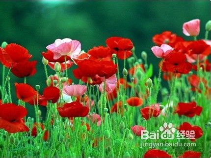 未成年人如何抵制毒品