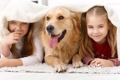 关于犬流感你需要知道的8件事